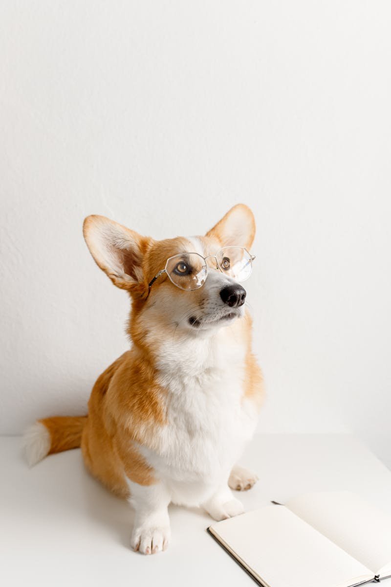 An adorable corgi dog wearing glasses sits next to an open book against a white background.