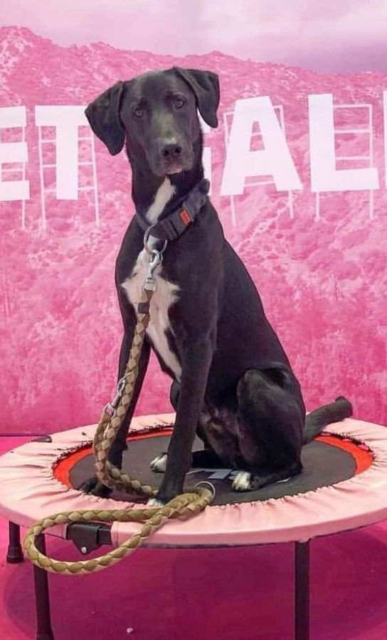 adiestrador canino Sant Just