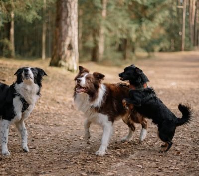 servicios adiestramiento canino Barcelona