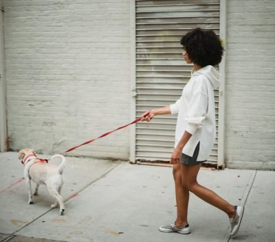 servicios adiestramiento canino Barcelona